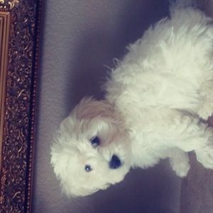 Meet your Posher, Zuo